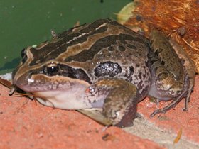 2012-02-03-735 frog at 5 Dempster Street.jpg